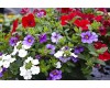 10" Assorted Annual Hanging Basket